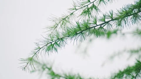 Green Pine Tree Branches Swaying Gently in the Wind Video stock 342016510