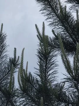 Green pine tree branches under overcast sky. Stock-Fotos