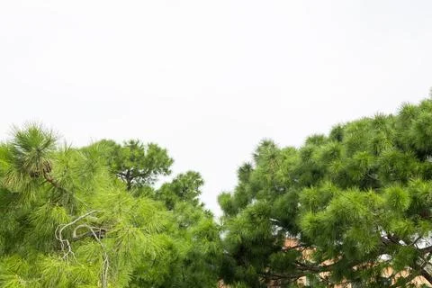 Green Pine Tree Canopy Against Sky Stock-Fotos