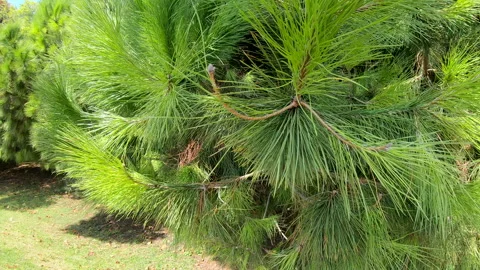 Green pine tree close up. Beautiful fir needle landscape. Green pine leaf Stock Footage 144368176