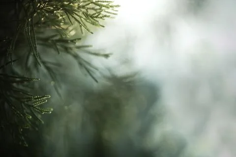 Green pine tree close up Stock Photos