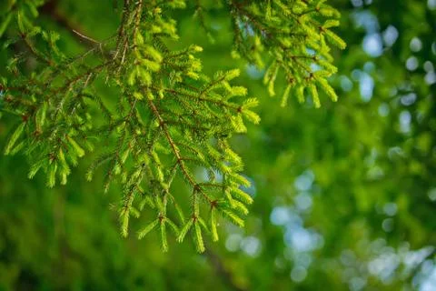 Green pine tree in close in summer in young forest Stock Photos
