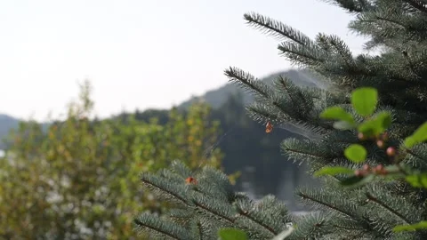 Green pine tree closeup Stock Footage 297794324