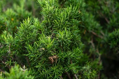 Green pine tree, coniferous tree branches close-up, background Stock Photos