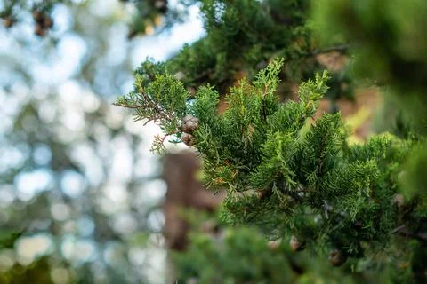 Green pine tree, coniferous tree branches close-up Stock Photos