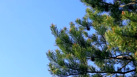 A green pine tree develops in the wind against a blue sky in clear weather Stock Footage 163374848