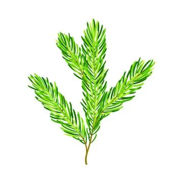 Green Pine Tree Evergreen Branch with Needle Leaves Vector Illustration Stock Illustration