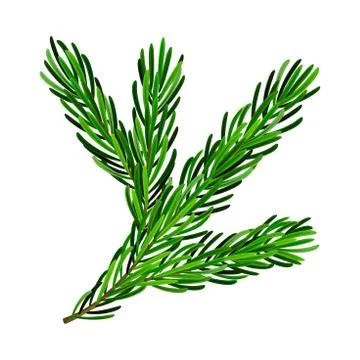Green Pine Tree Evergreen Branch with Needle Leaves Vector Illustration Stock Illustration