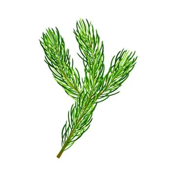Green Pine Tree Evergreen Branch with Needle Leaves Vector Illustration Illustrazione stock