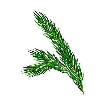 Green Pine Tree Evergreen Branch with Needle Leaves Vector Illustration Stock Illustration