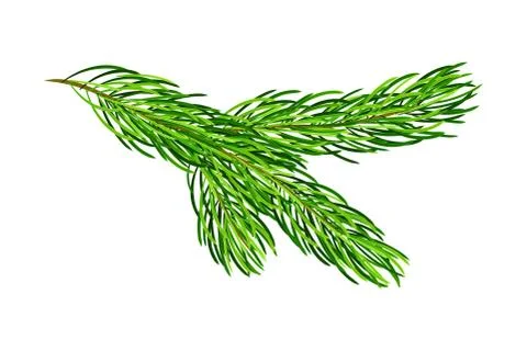 Green Pine Tree Evergreen Branch with Needle Leaves Vector Illustration Stock Illustration