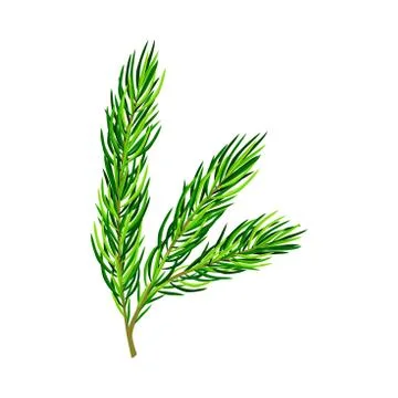 Green Pine Tree Evergreen Branch with Needle Leaves Vector Illustration Stock Illustration