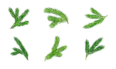 Green Pine Tree Evergreen Branch with Needle Leaves Vector Set Stock Illustration