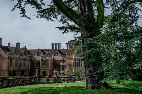 Green pine tree on first plan Stock Photos