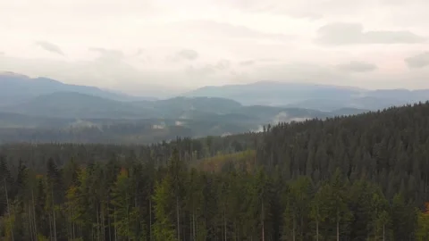 Green pine tree forest on mountain range. Morning mist over hills and meadows. Stock Footage 197501148