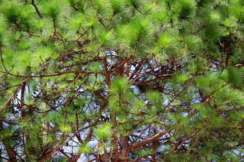 Green pine tree in forest Stock Photos