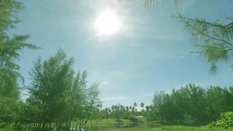 Green pine tree jungle with lake water in bright sun light ray Stock Footage 162743907