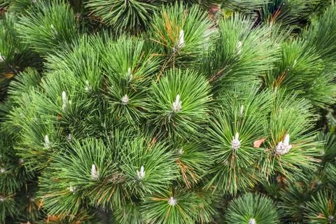 Green pine tree leaves close up. Fir tree leaves texture background Stock Photos