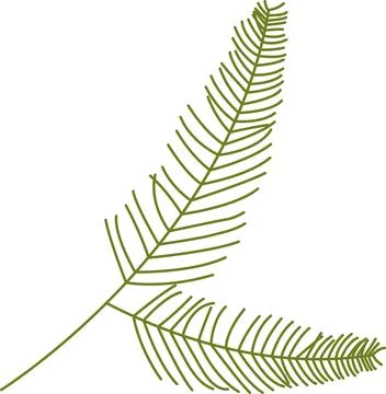 Green pine tree leaves element Stock Illustration