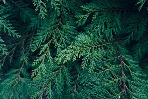 Green pine tree leaves in spring season green background Stock Photos
