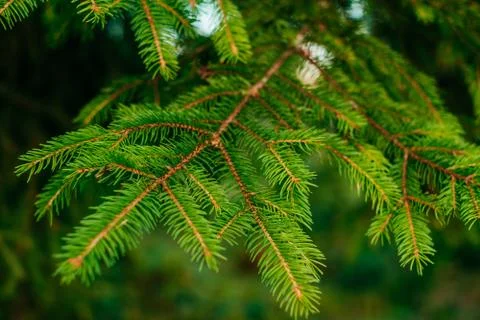 Green pine-tree leaves texture Stock Photos