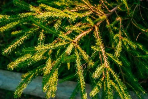 Green pine-tree leaves texture Stock Photos