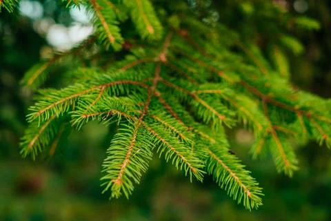 Green pine-tree leaves texture Stock Photos
