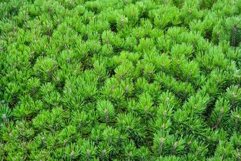 Green pine tree leaves texture natural backdrop. Stock Photos