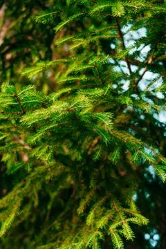 Green pine-tree leaves texture Stock Photos