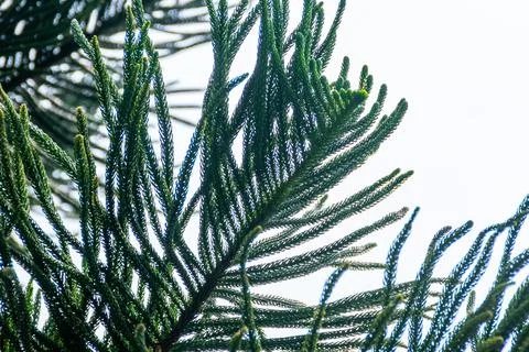 Green Pine tree leaves under the bright of morning sunlight Stock Photos