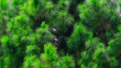 Green Pine Tree nature background Stock Footage 253836889