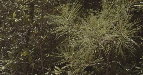 Green Pine Tree Needles Blowing in Breeze Stock Footage 153334130