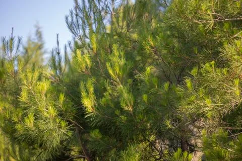Green pine tree needles catching sunlight in coniferous forest Stock Photos