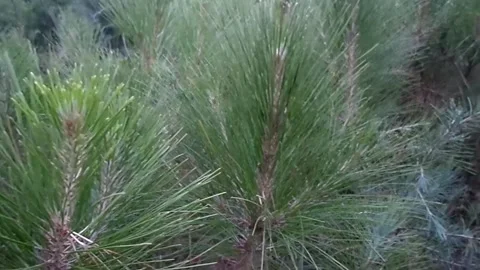 Green Pine Tree Needles Close Up in Natural Forest Stock Footage 343756259