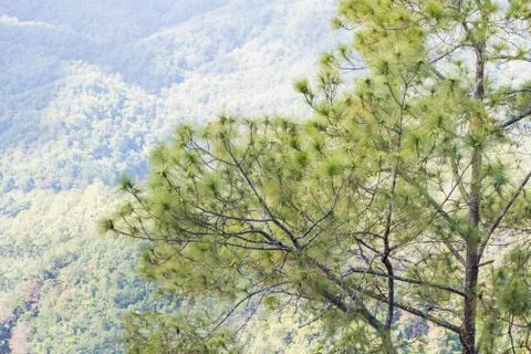 Green pine tree Stock Photos