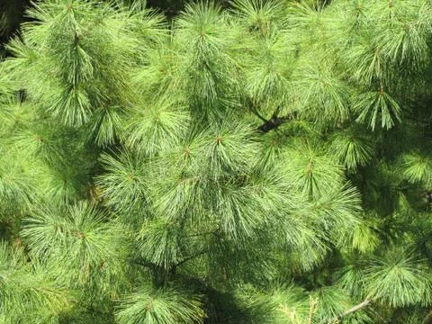 Green pine tree Stock Photos