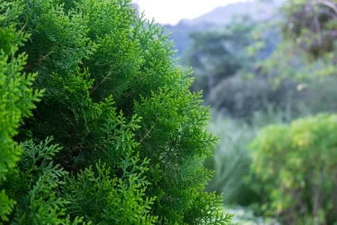Green pine tree. Stock Photos