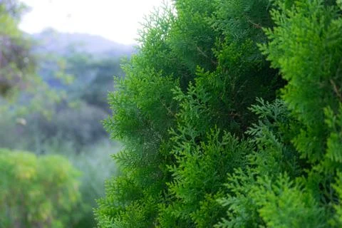 Green pine tree. Stock Photos