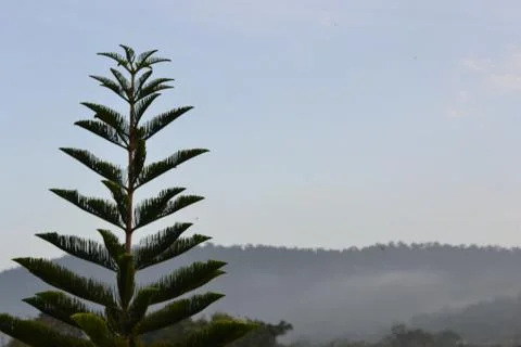 Green pine tree Stock Photos