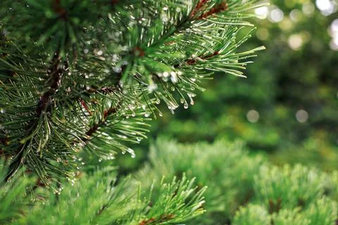 Green pine tree with rain drops close up background Stock-Fotos