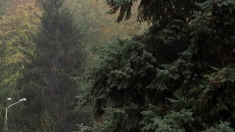 Green pine tree in raindrops in fall forest, close up. Stock Footage 255617045