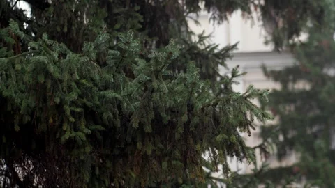 Green pine tree in raindrops in fall forest, close up. Stock Footage 255617050