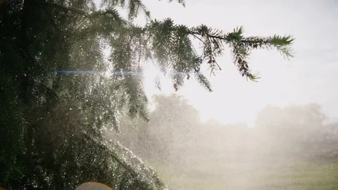 Green pine tree in raindrops in sunny summer forest, close up Stock-Footage 199870591