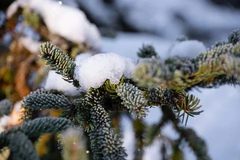 Green pine tree snow winter beauty Stock Photos