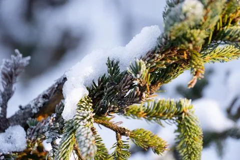 Green pine tree snow winter beauty Stock Photos