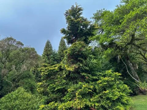 Green pine tree on a spring day. Stock Photos
