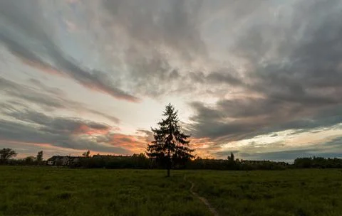 Green pine tree standing alone in a field meadow with trail during sunset or  Stock Photos