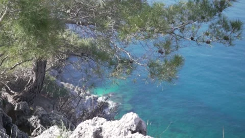 A green pine tree stands on a cliff by the sea Stock Footage 233766896