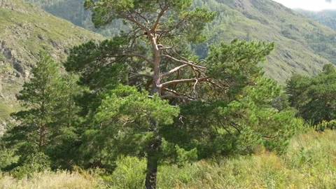 Green pine tree with thin branches in sunny mountain landscape. Stock Footage 315902398