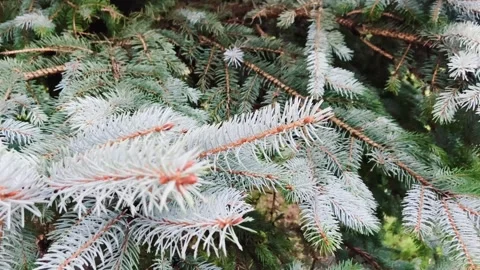 A green pine tree trembling Stock Footage 288231756